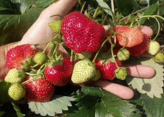 Клубника "ЕЛИЗОВЕТА-2" ремонтантный (6 шт.)